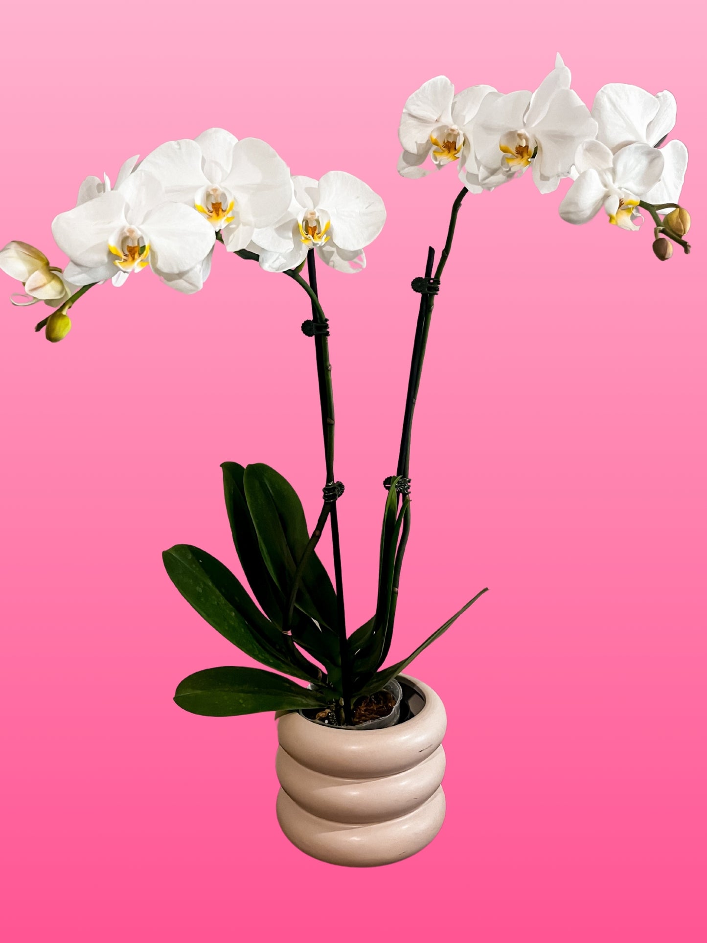 PHALAENOPSIS ORCHID WHITE double stem in CERAMIC POT