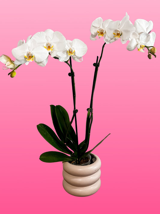 PHALAENOPSIS ORCHID WHITE double stem in CERAMIC POT