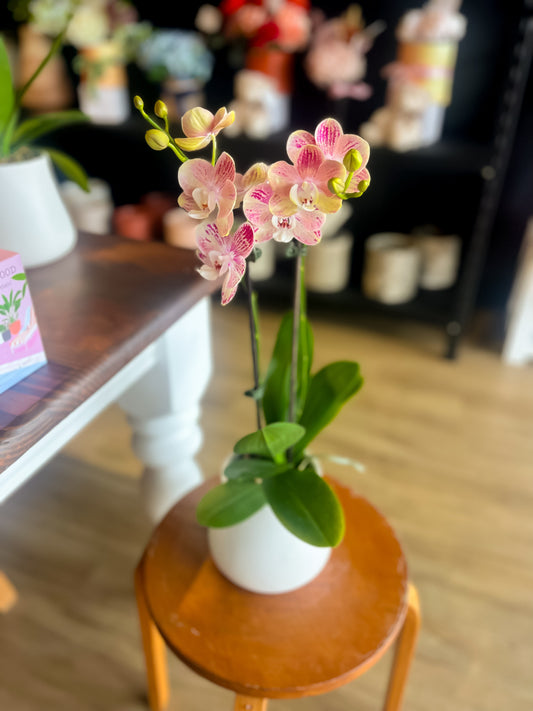 PHALAENOPSIS ORCHID double stem in CERAMIC POT