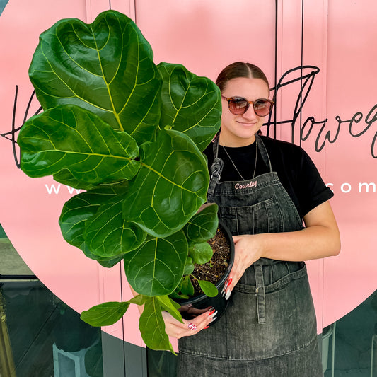 SOLD OUT ~ FIDDLE LEAF FIG ~ available Mon 13th Jan